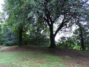 Tree glade